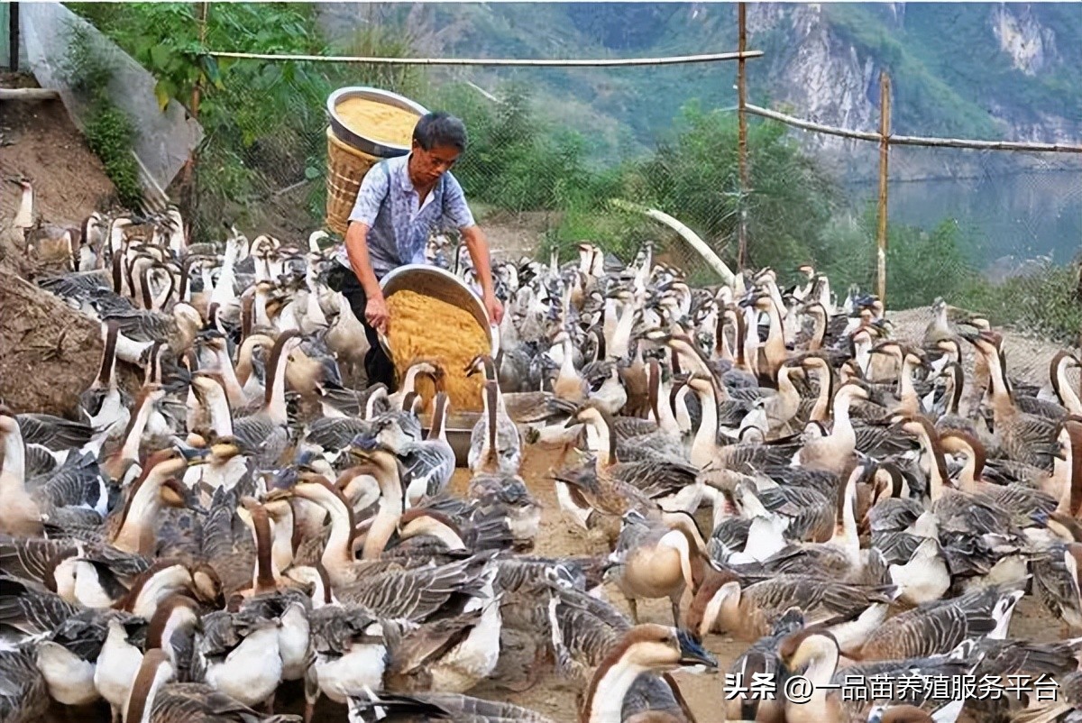 今年下半年种鹅价格走势如何,鹅价几月份最低