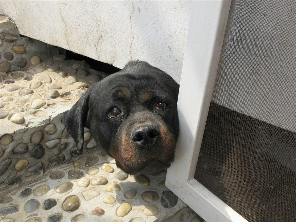 怎么让狗狗有安全感睡觉,宠物狗没安全感的几种表现