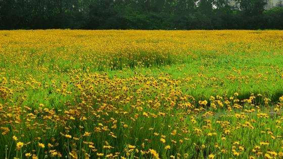 太仓蓝色花海,太仓好看的花海