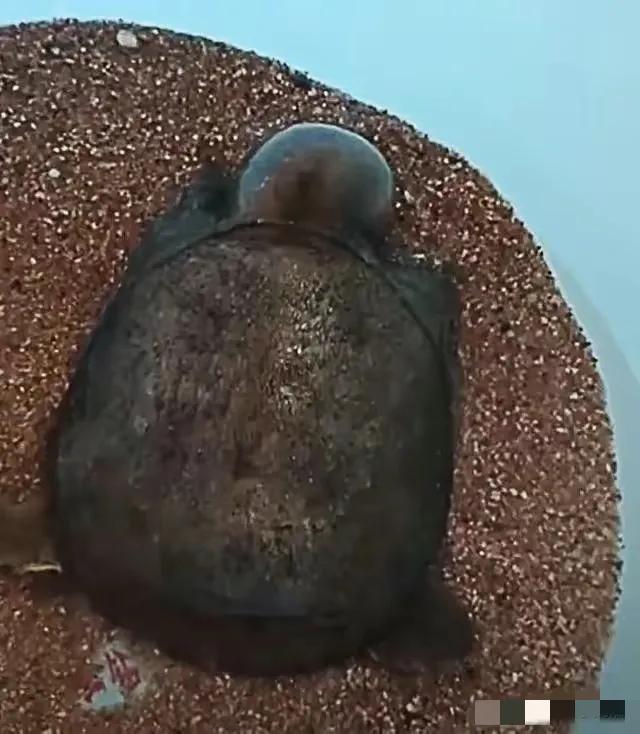 甲鱼被蚊子咬了会死科学解释,甲鱼被蚊子叮头肿成球求助