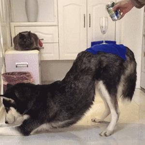 狗狗向你发出的8个求救信号,你知道狗狗有哪些求救信号吗