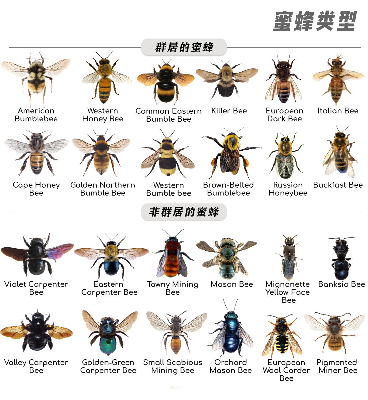 被10000只蜜蜂蛰会怎么样,如果蜜蜂蜇我们蜜蜂会死吗