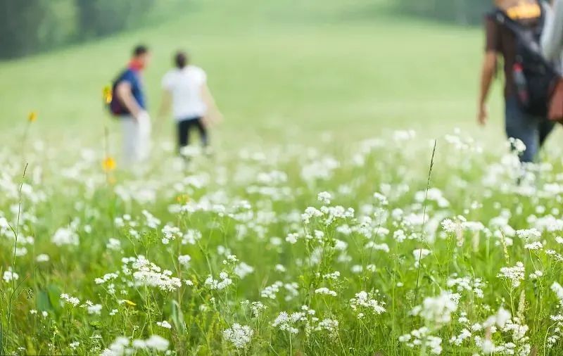 手写谷雨春天的最后一次回眸,谷雨春天的最后一次回眸图片