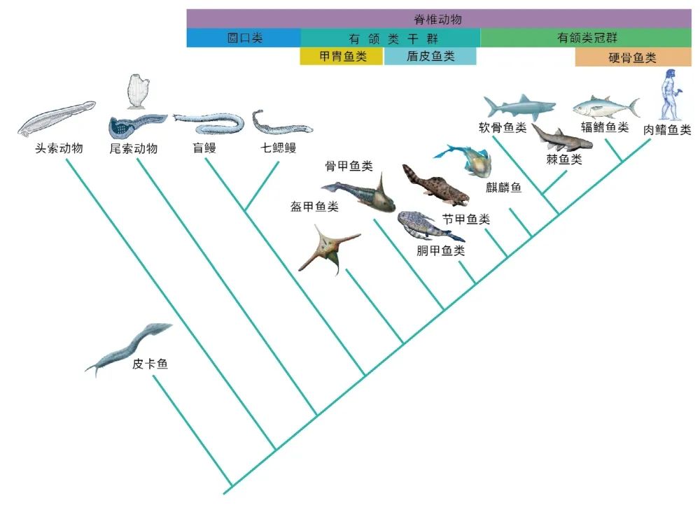 我们的耳朵曾经是鱼类的鳃