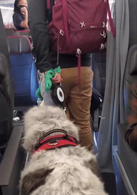 狗子坐飞机一秒钟被亲了八次，毛都快撸秃了…空姐：是不是轮到我