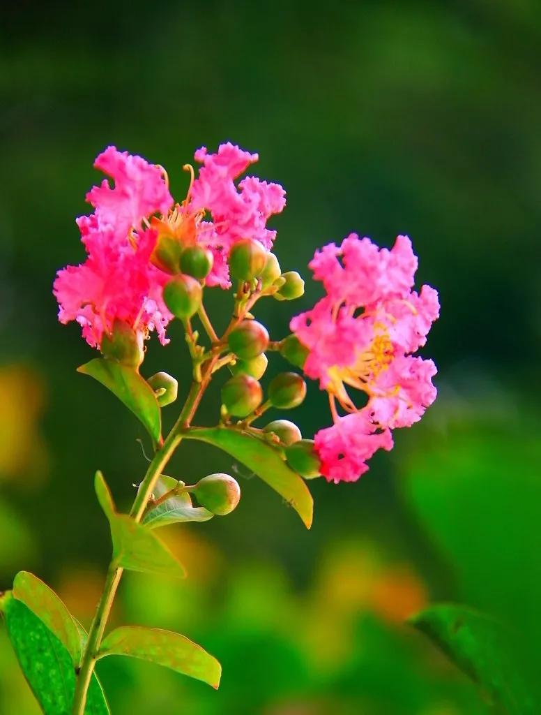 紫薇花壁纸高清全屏,唯美紫壁纸