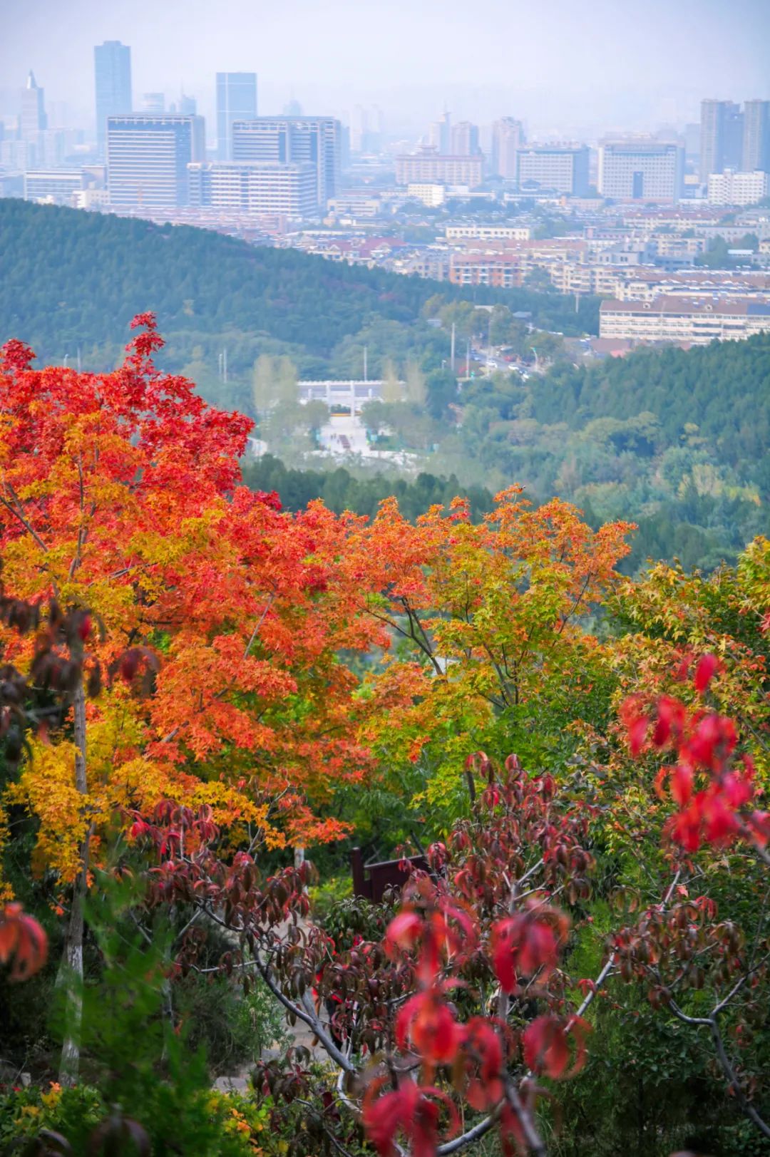 入秋济南好去处,济南秋季看花打卡地