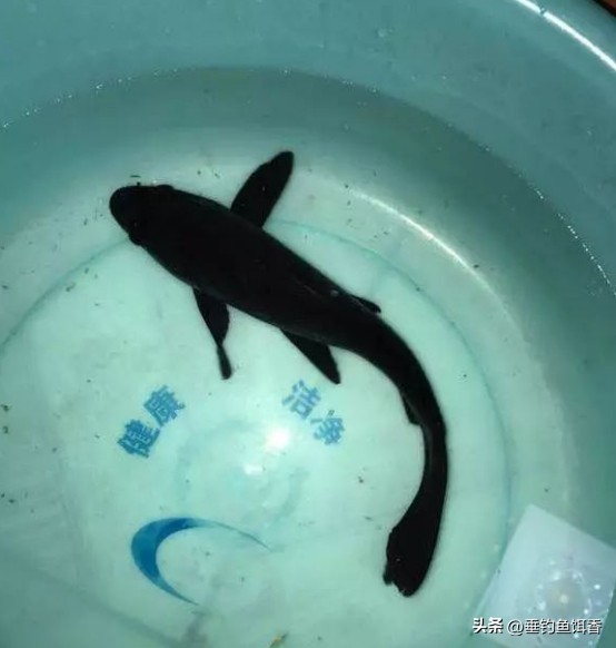 南京钓友钓获通体纯黑怪鱼，连眼睛都是黑的，它的身份真不简单！