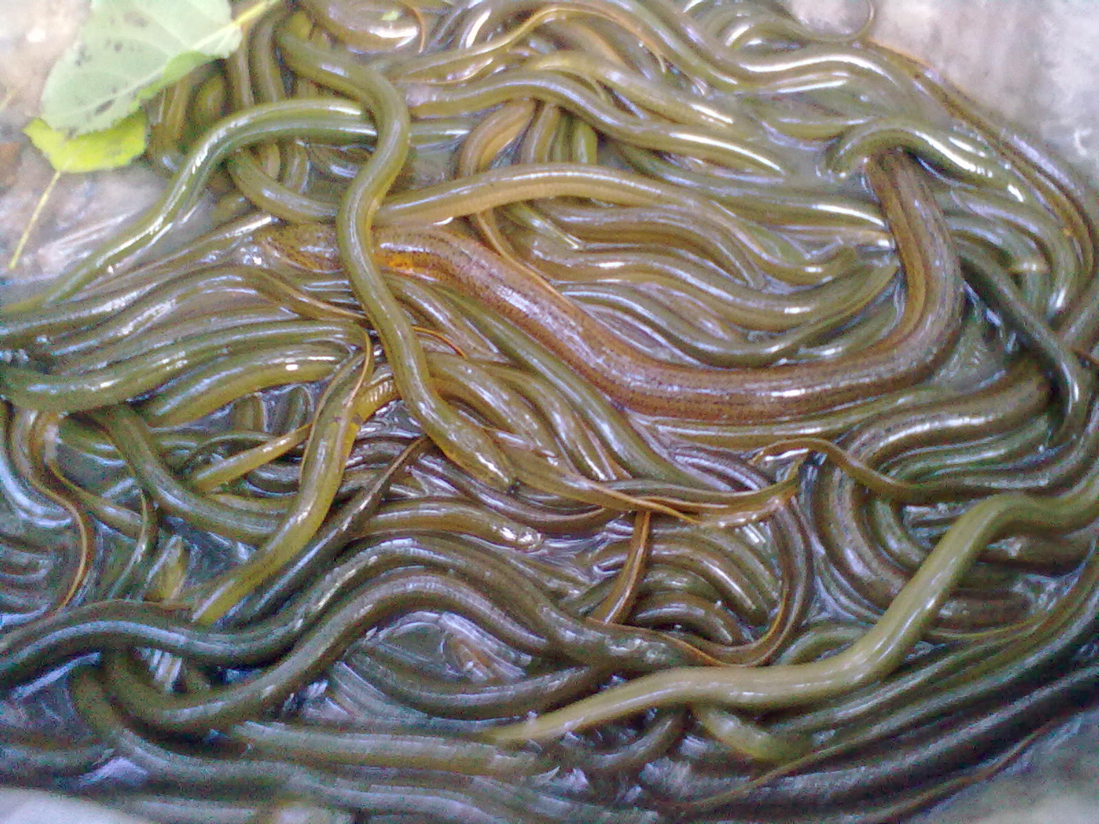 近几年农村出现六大怪现象,农村出现五大奇怪现象