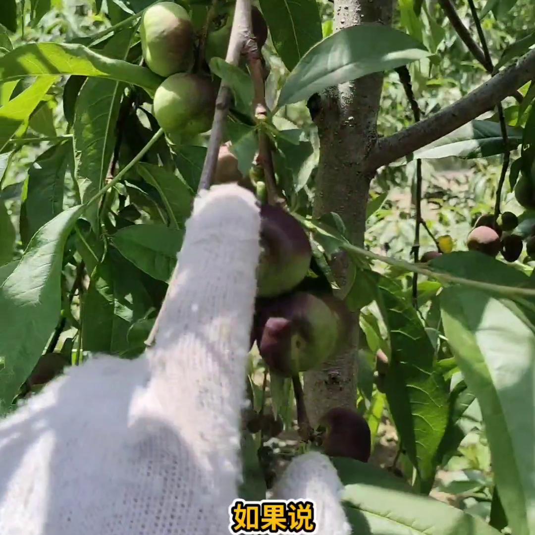 蟠桃为什么会裂果,黄蟠桃裂果严重是怎么回事