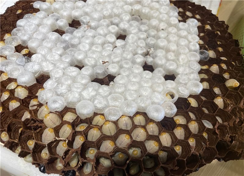 云食集美食,云食小吃