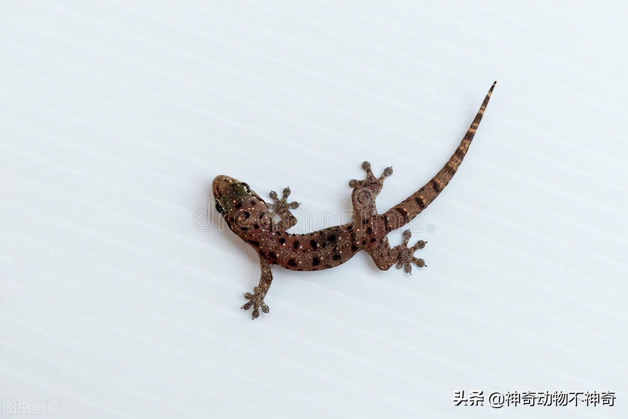 致命毒蝎号称“穷人的*品毒**”，巴铁还把它当烟抽，它有什么魔力？