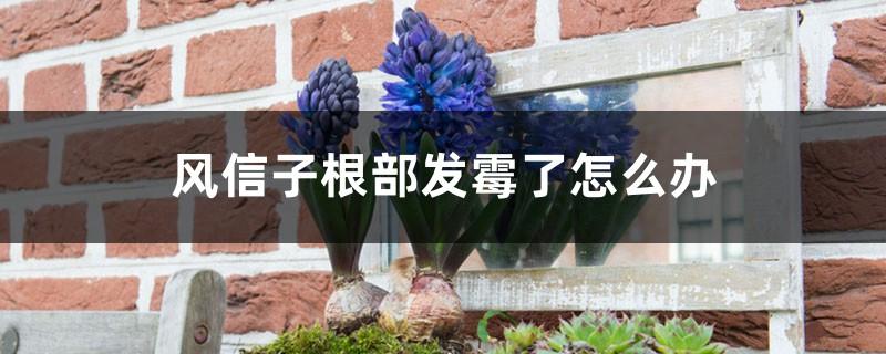 家庭盆栽风信子怎么养,水培风信子种球发霉了怎么处理