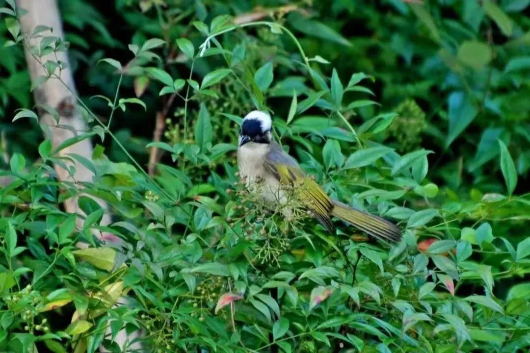 杨迎勋散文：新江湾城湿地沪上＂绿宝石＂