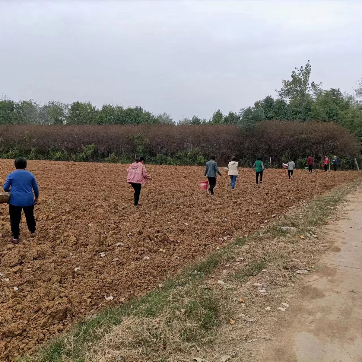 做强烟叶产业助推乡村振兴安良镇 (白沙镇烟叶产业蓬勃发展)