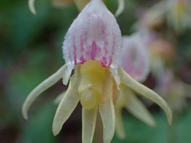 虎字植物,带虎字的花有哪些