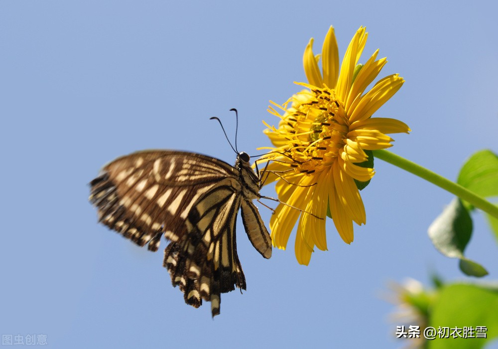 赏读周梦蝶《九月》：那浓浓的冷香，该已将东篱染黄了吧？