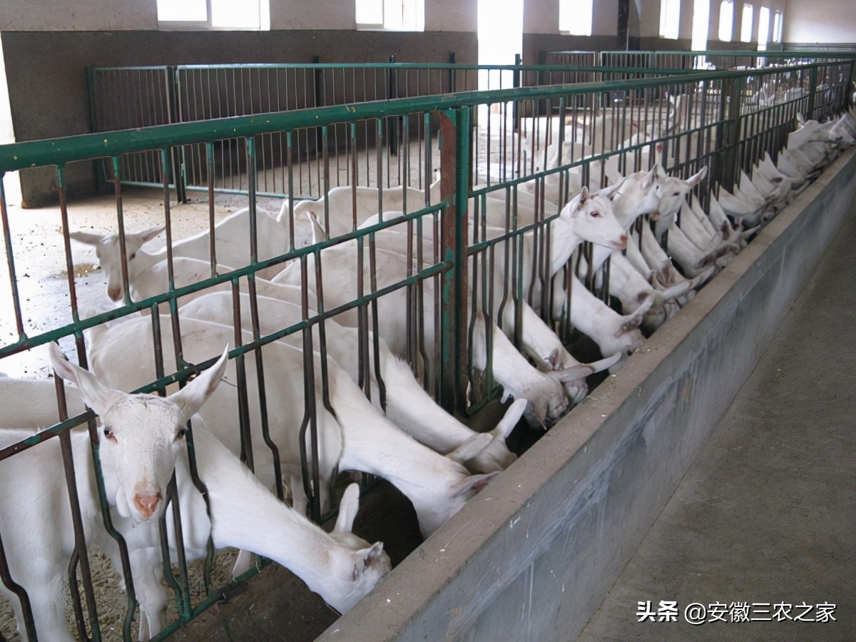 大学生创业养羊利润100万,大学生利用空余时间赚800万