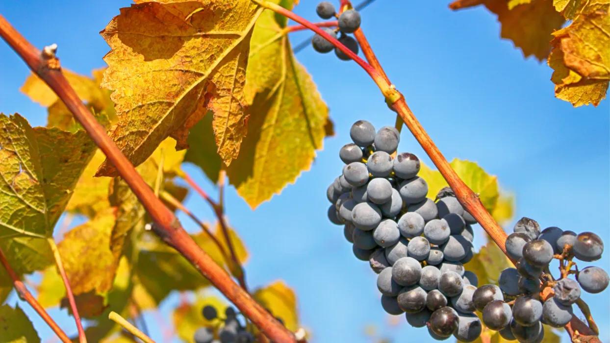 关于种植葡萄的小知识,种植葡萄不懂管理让你后悔一辈子