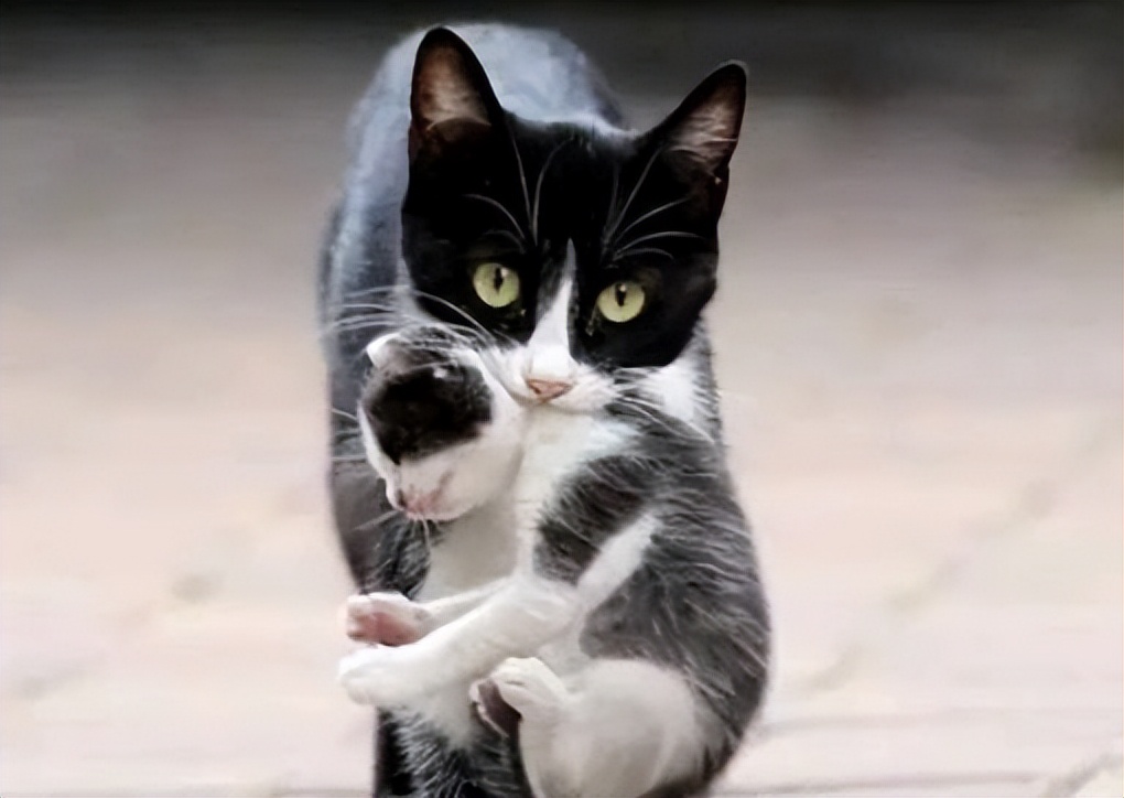 母猫为什么喜欢把小猫叼到猫砂盆,母猫为什么把小奶猫到处叼