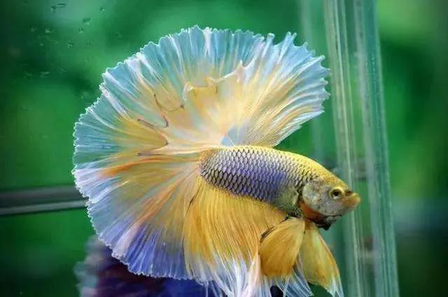 岁月随想之快乐的鱼