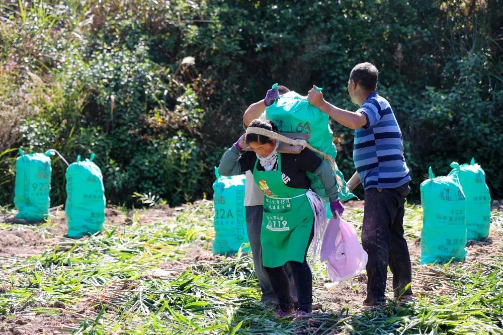 姜来可期什么意思,科技赋能姜来可期
