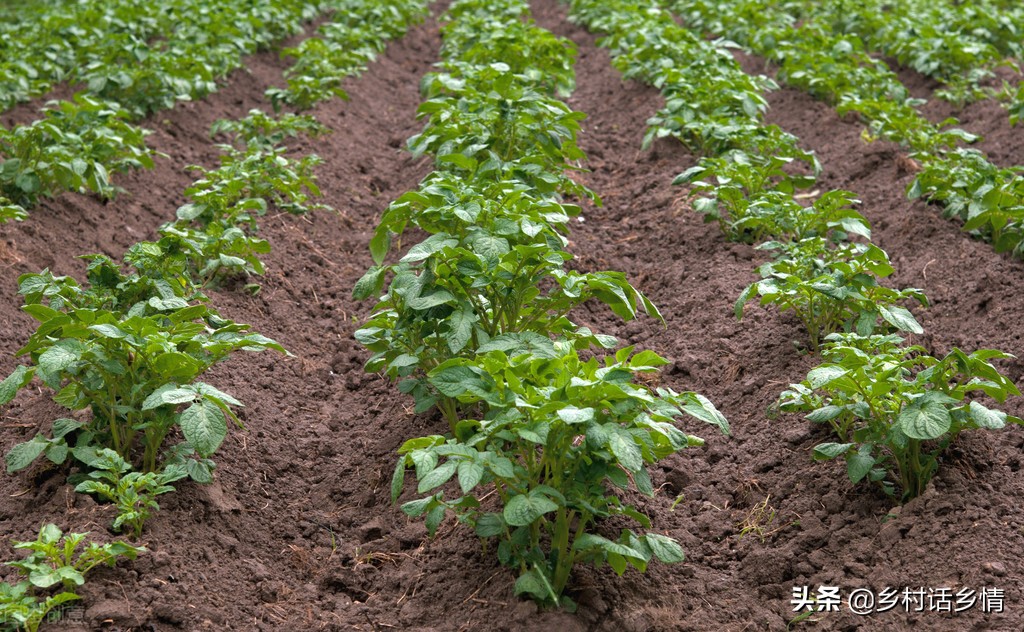 不打农药不施肥的蔬菜怎么种植,四种蔬菜浇水方法