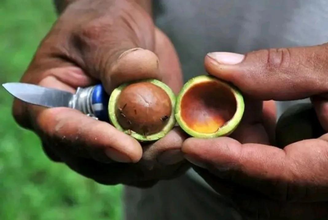 夏威夷果为什么吃着有奶香味,夏威夷果是澳大利亚的吗