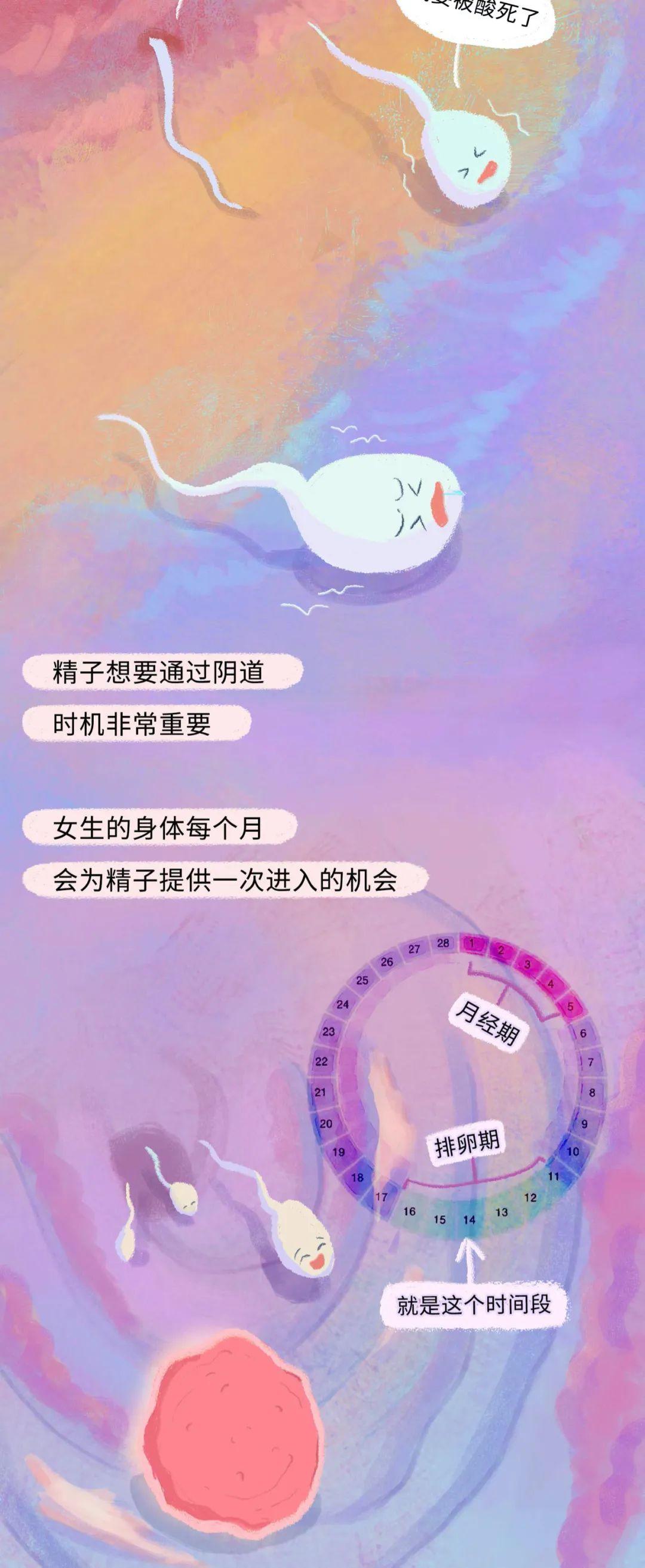 精子进入女生体内的全过程！（漫画）