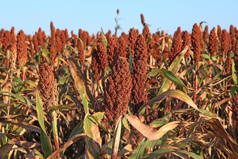 供销社时期的酒,70年代供销社白酒图片