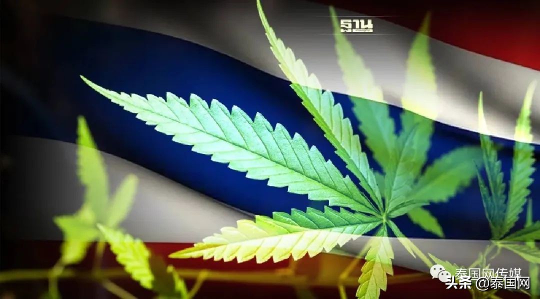 挥刀“自宫”?泰国男子吸食*麻大**过量后疯狂自残,合法化仍在失控