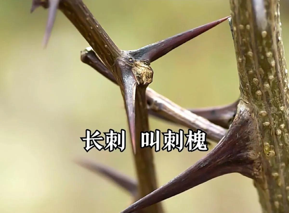 好吃又美味的槐花,槐花能当美食品尝