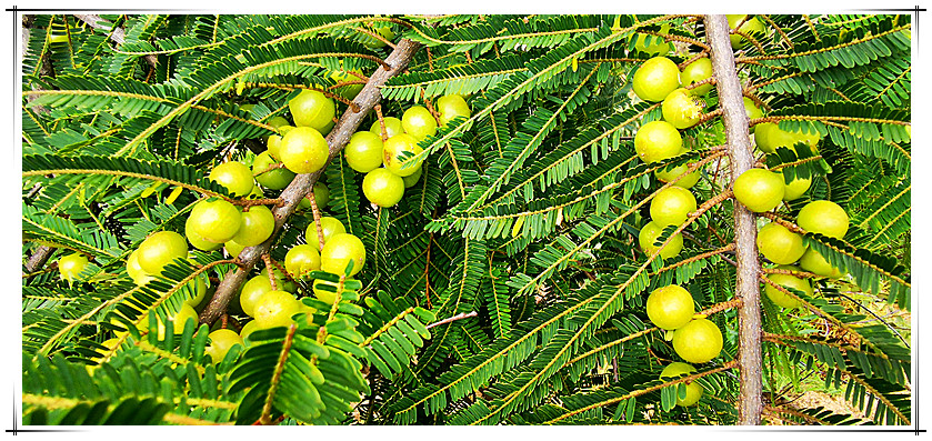 资本抛出橄榄枝,抛出橄榄枝反转