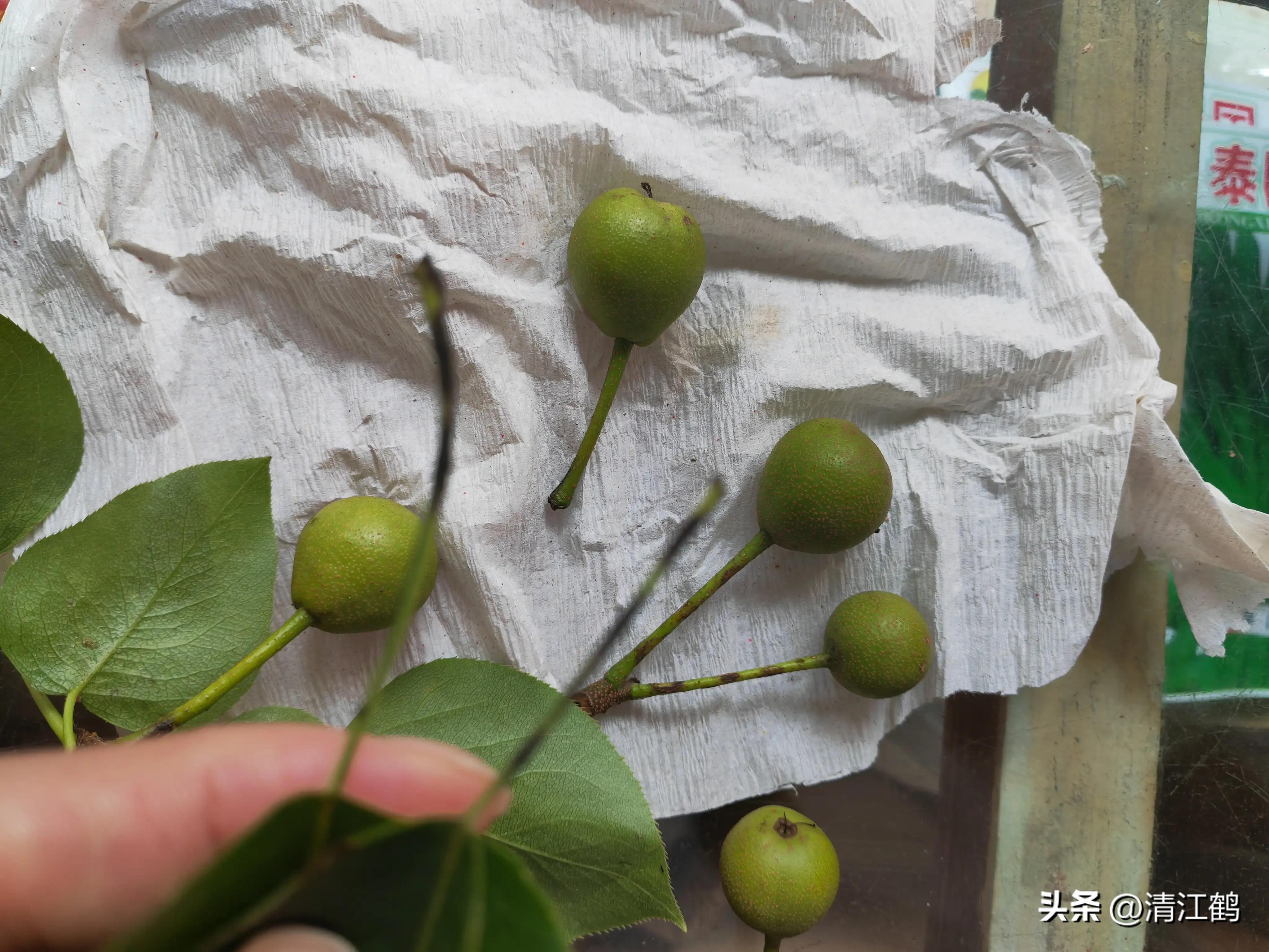 治疗黑星病的特效药物有哪些,黑星病的克星是啥药