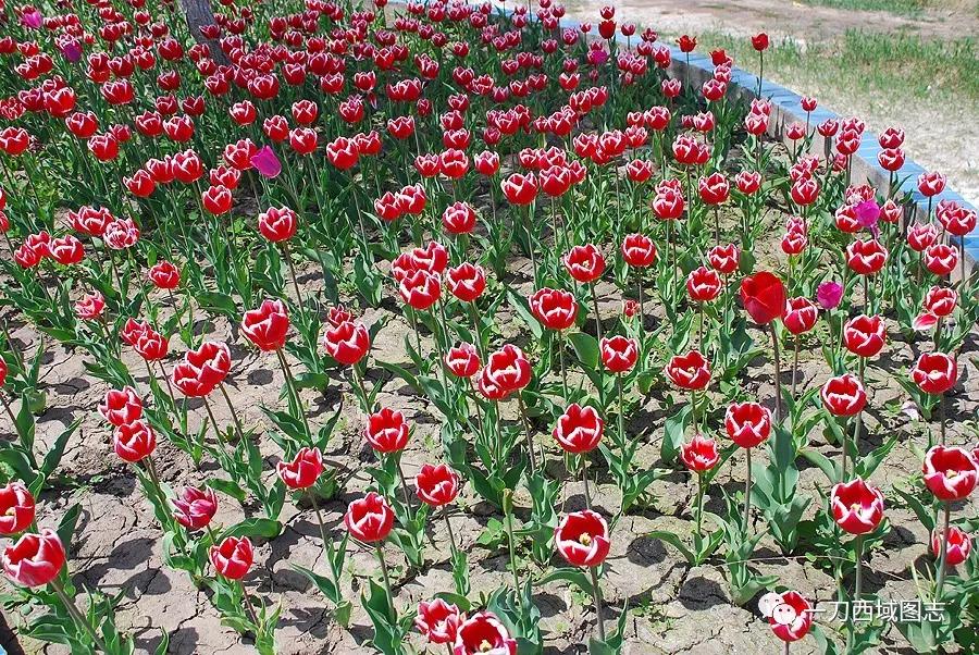 有趣的兵团名称,有趣的地理国界