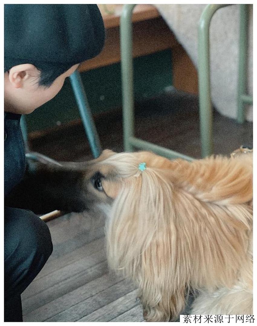 阿富汗犬很难驯服,阿富汗犬的优点和缺点