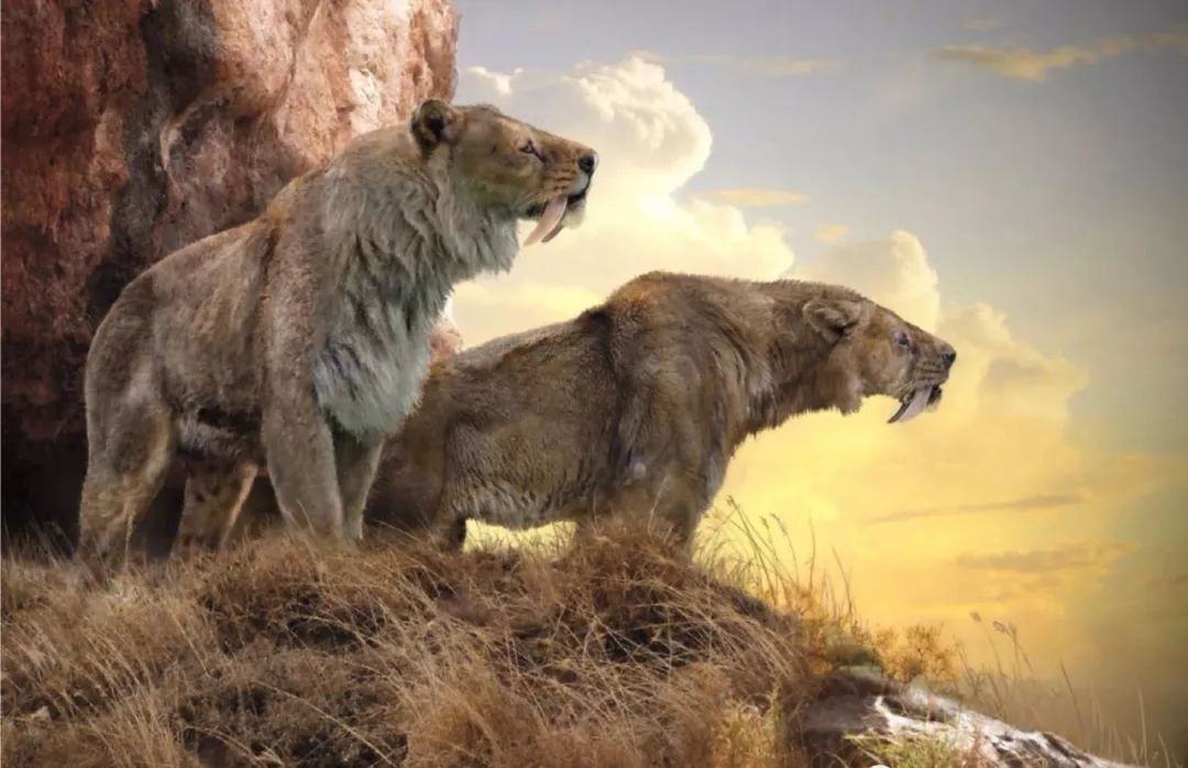 冰河时期最强的猫科秒杀东北虎,猫科霸主东北虎