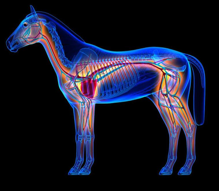 动物们的呼吸器官,动物的器官系统