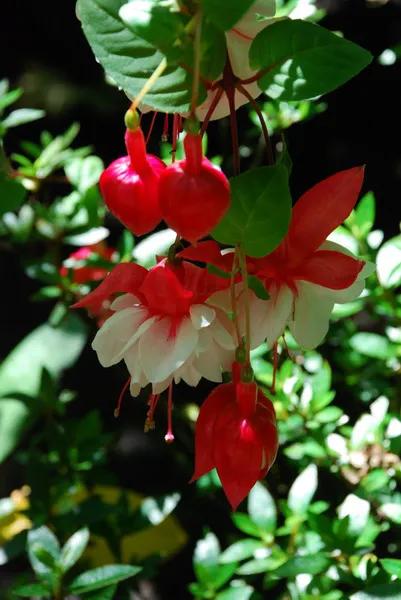 倒挂金钟花图片大赏,开单放鞭炮庆祝图片图文