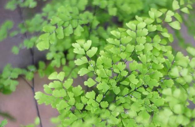 铁线蕨养护不当，叶片会发黄、干枯？教你5个方法，轻松搞定