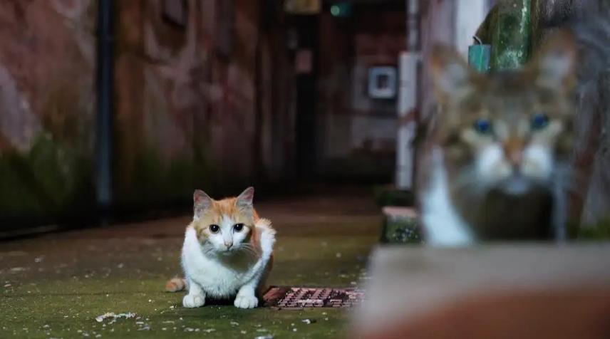 猫咪走失很灵的方法,猫咪跳楼走失还能找回来吗