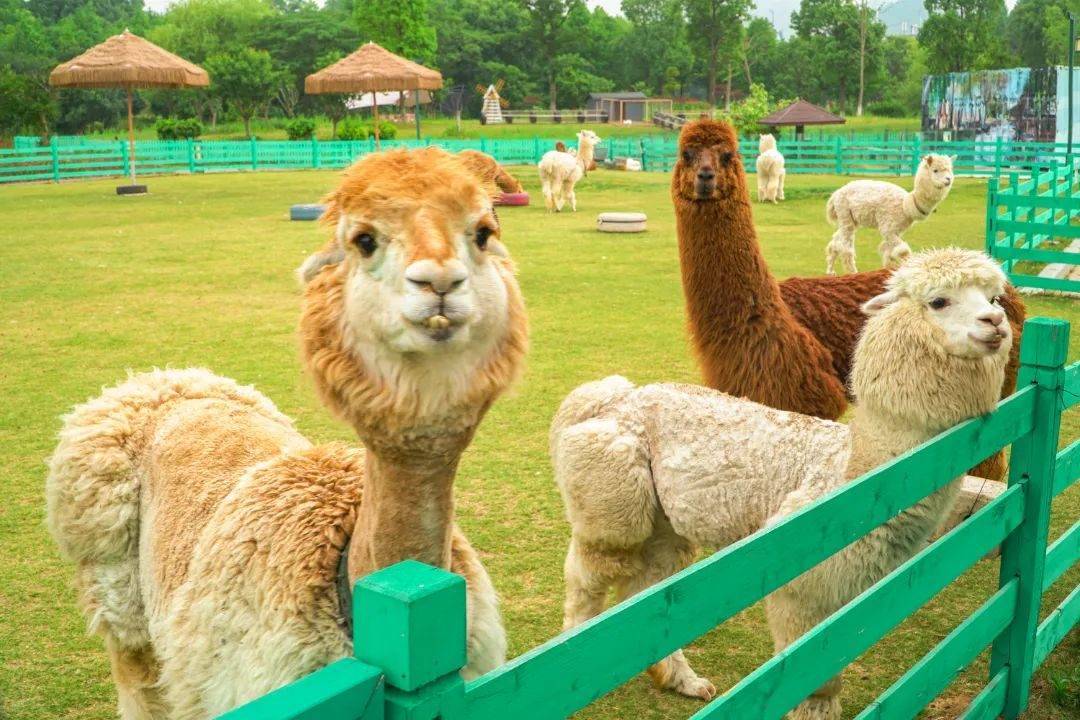 张家港农场网红打卡,周边农场网红打卡点创意