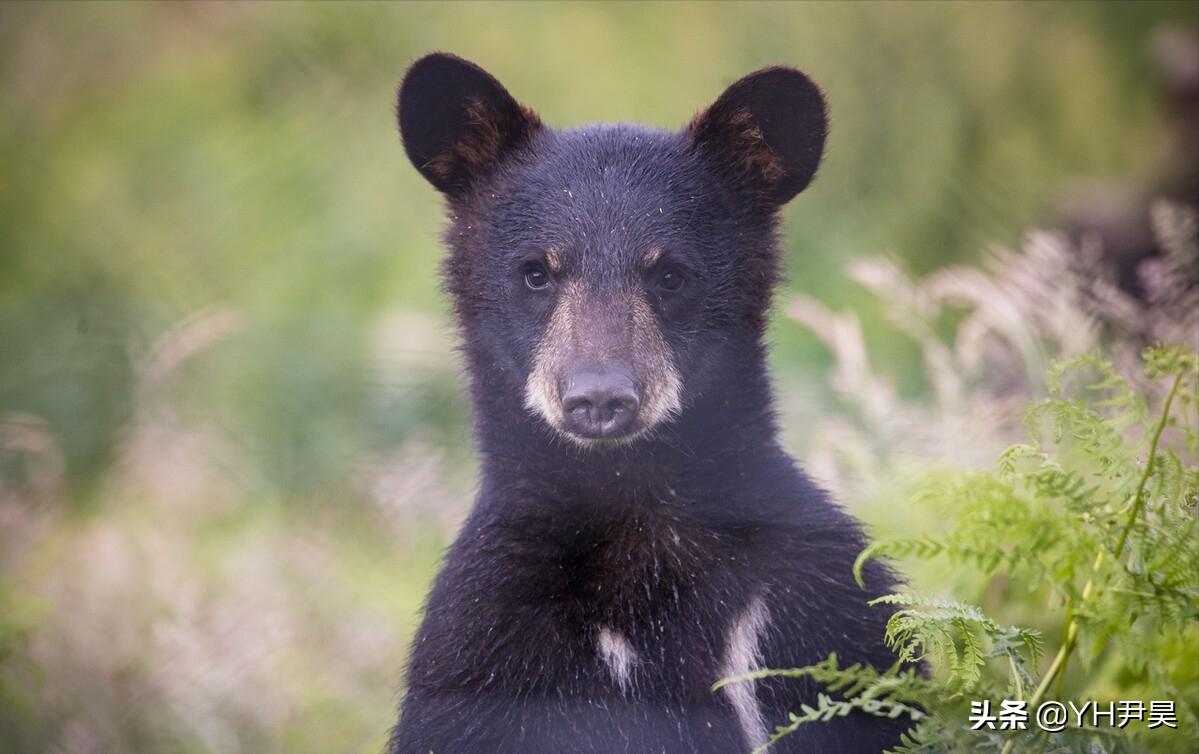 山村十大诡异怪事件,四川大山发现的怪物