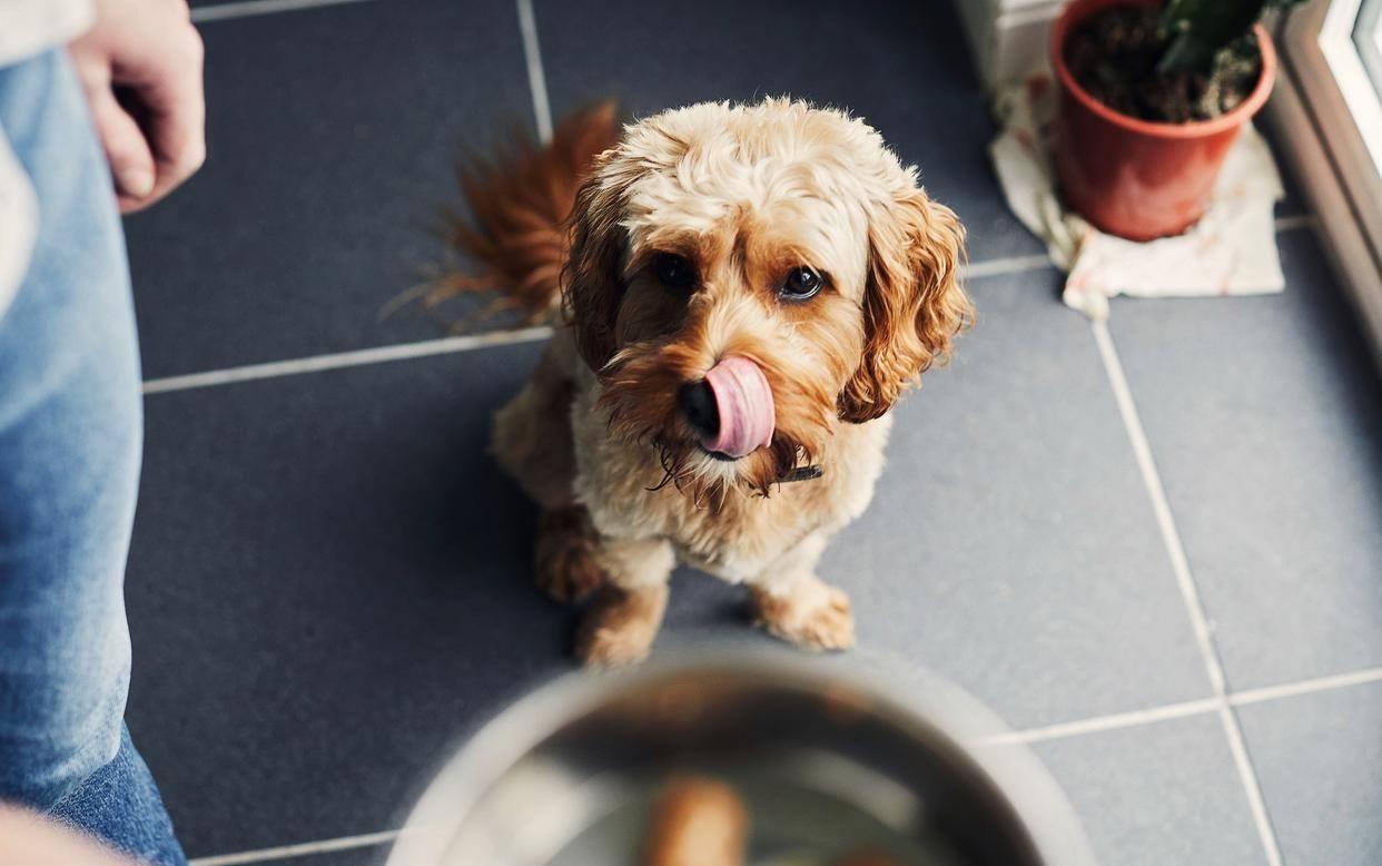 泰迪牙齿快要掉了能拔掉么,泰迪4个月牙齿长什么样子