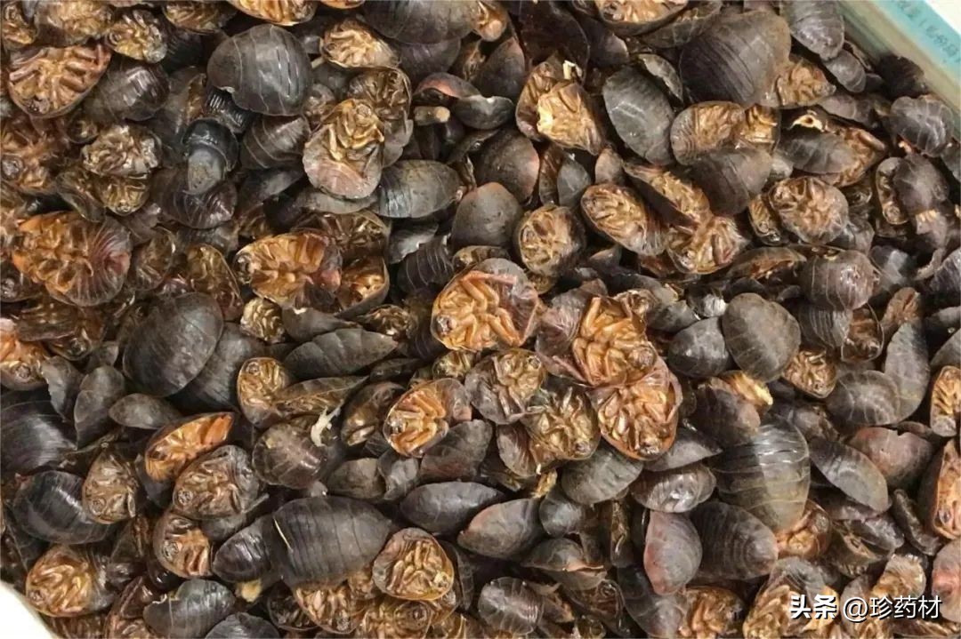 中草药苍术市场行情,中药材苍术行情直播