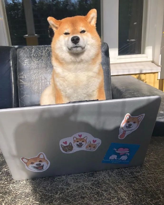 裸体金毛误闯地铁站被揪住耳朵：大哥！头发扎得有点紧了！