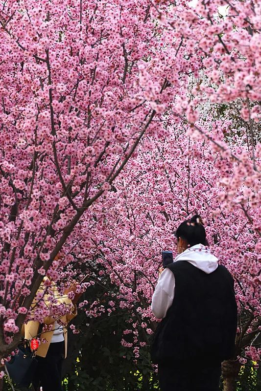 淮阳龙湖赏荷花,淮阳龙湖垂柳