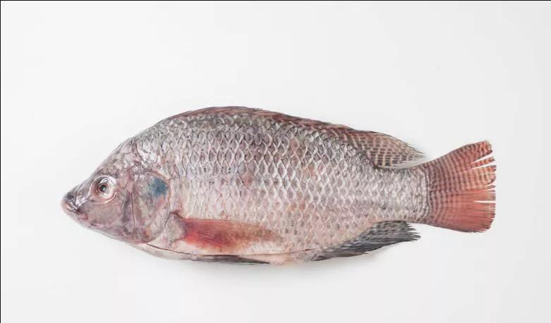 2020年禁养水产类名单,国家禁止放生的鱼类有哪些