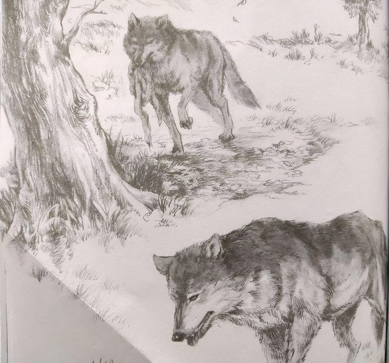 狼王梦哪些表现出母爱,关于狼王梦母爱的经典名句