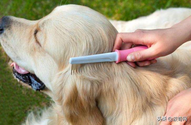 萨摩耶开始掉毛,萨摩耶铲屎官报道